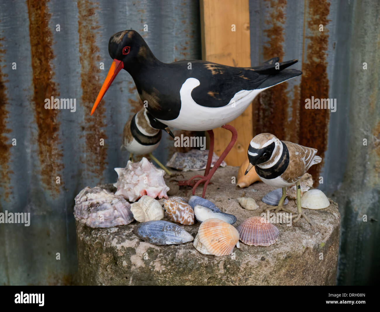 Model Oystercatcher birds Stock Photo Alamy
