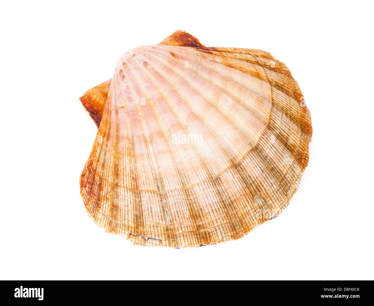 One scallop isolated on white background in horizontal composition Stock Photo