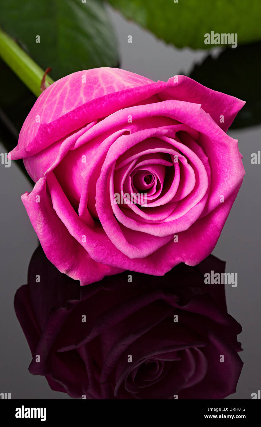 pink rose on the mirror dark background Stock Photo