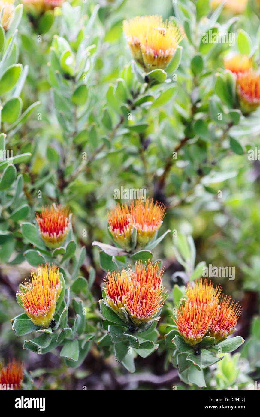 Leucospermum species in flower Stock Photo