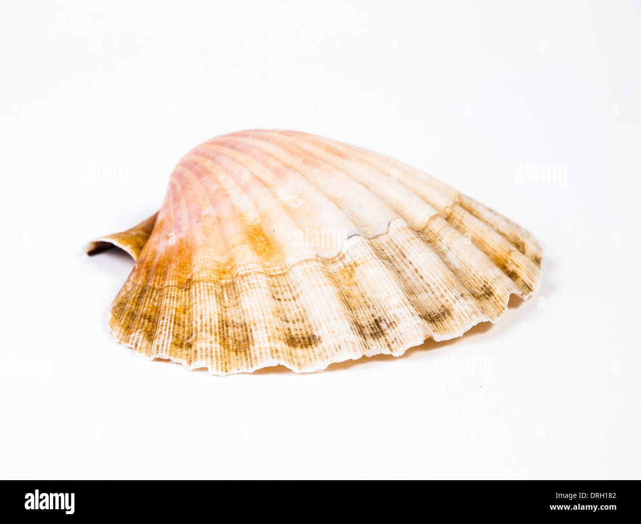 One scallop isolated on white background in horizontal composition Stock Photo