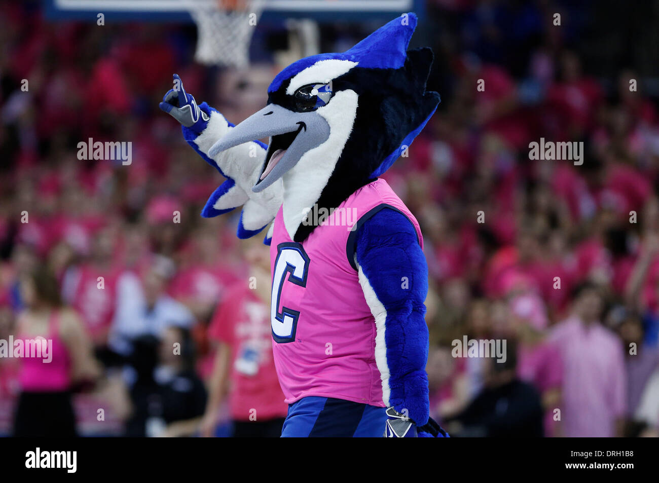 Creighton bluejay hires stock photography and images Alamy