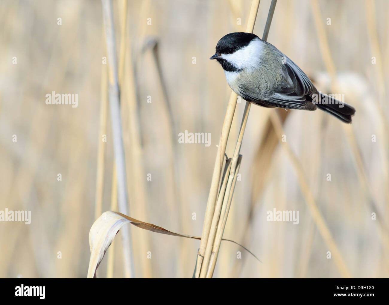 Black-capped Chickadee perched on a reed in a swamp Stock Photo - Alamy