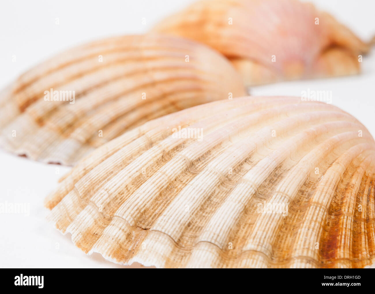 Three scallops isolated on white background detail Stock Photo Alamy