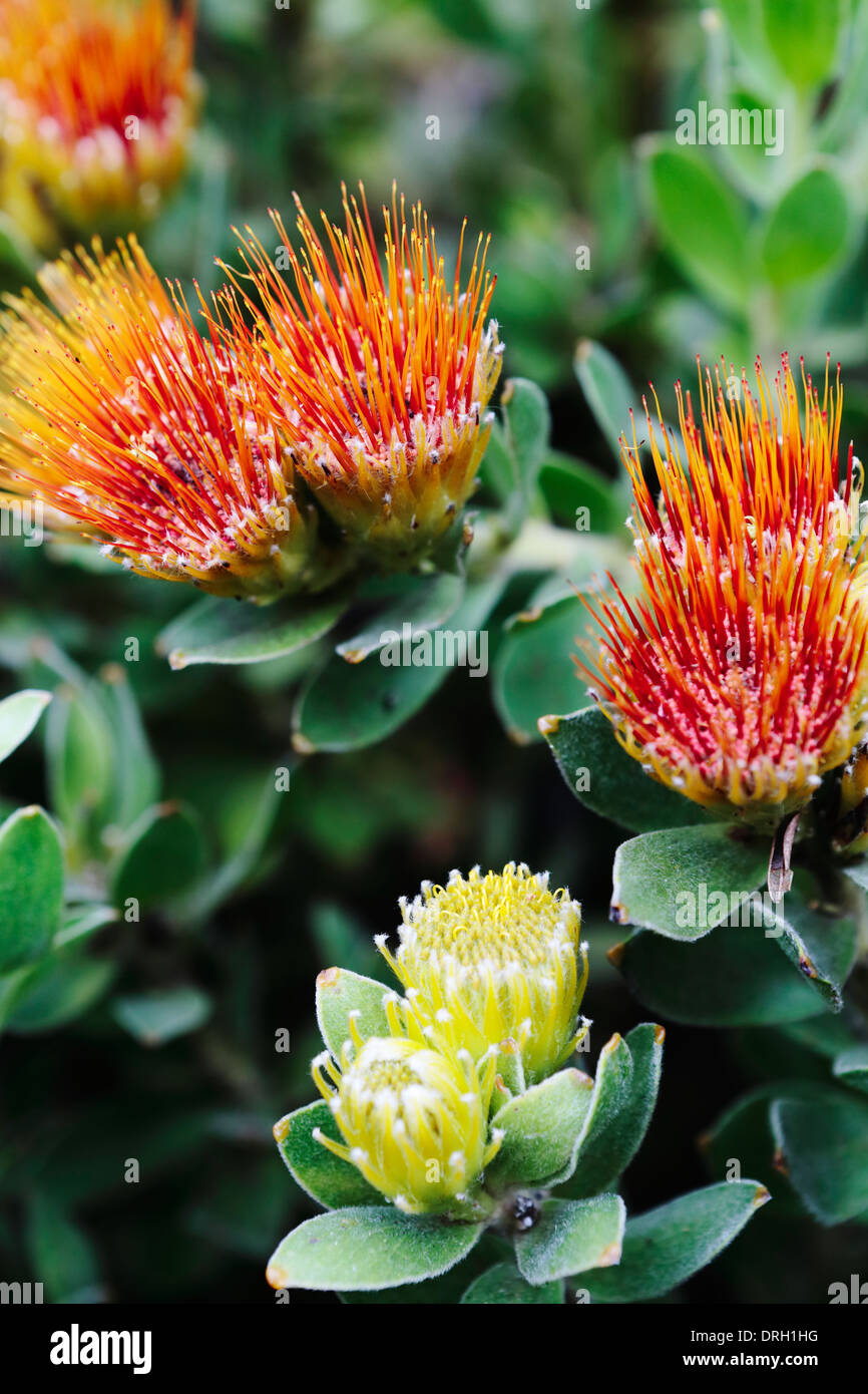 Ornamental Pincushion (Leucospermum cordifolium