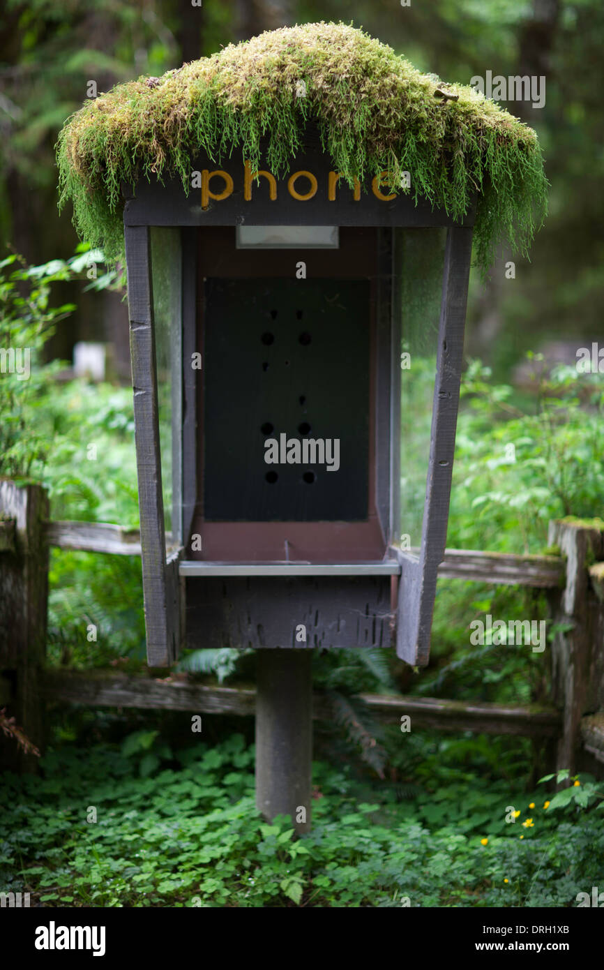 An unused phone booth in the Hoh Valley, Olympic National Park, Washington State Stock Photo