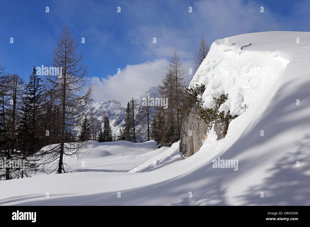Conifer forest, rocks and snow cover in winter season. The Dolomites. Veneto. Italian Alps. Europe. Stock Photo