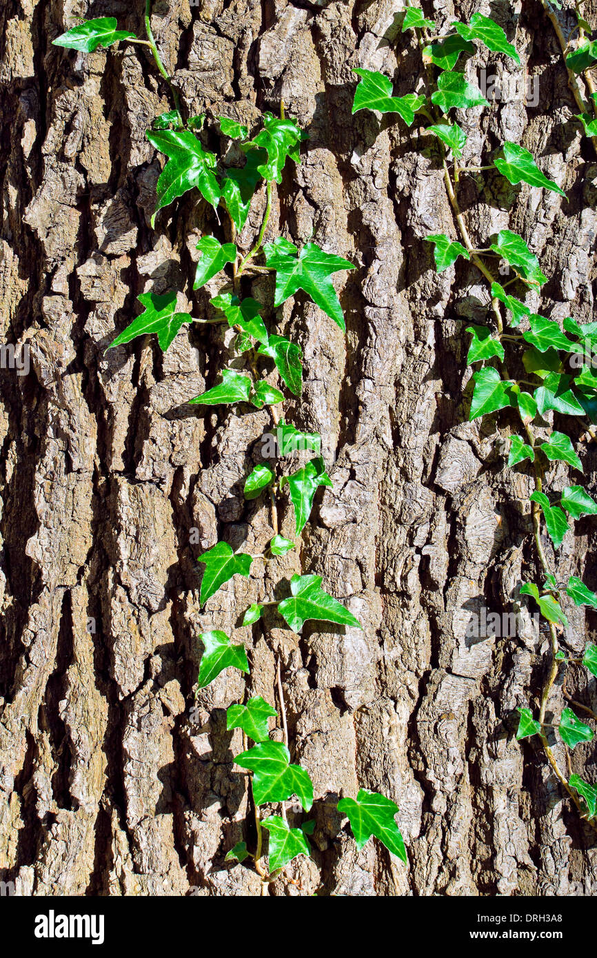Ivy ordinary or ivy climbing (lat. Hedera helix) winds on the trunk of the tree Stock Photo