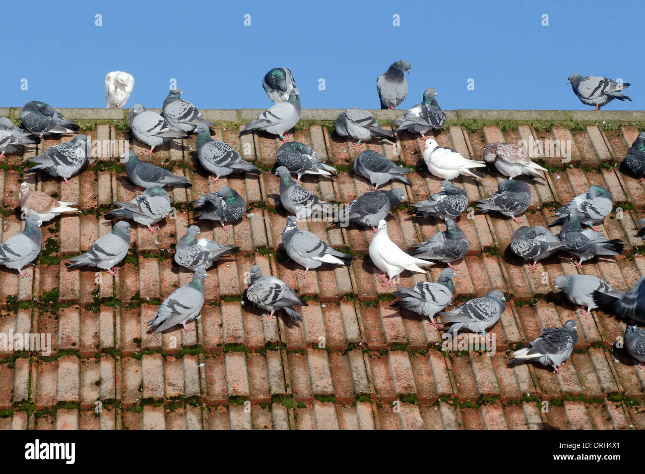 Domestic pigeon, Columba livia domestica, group on roof, Wiltshire, January 2014 Stock Photo