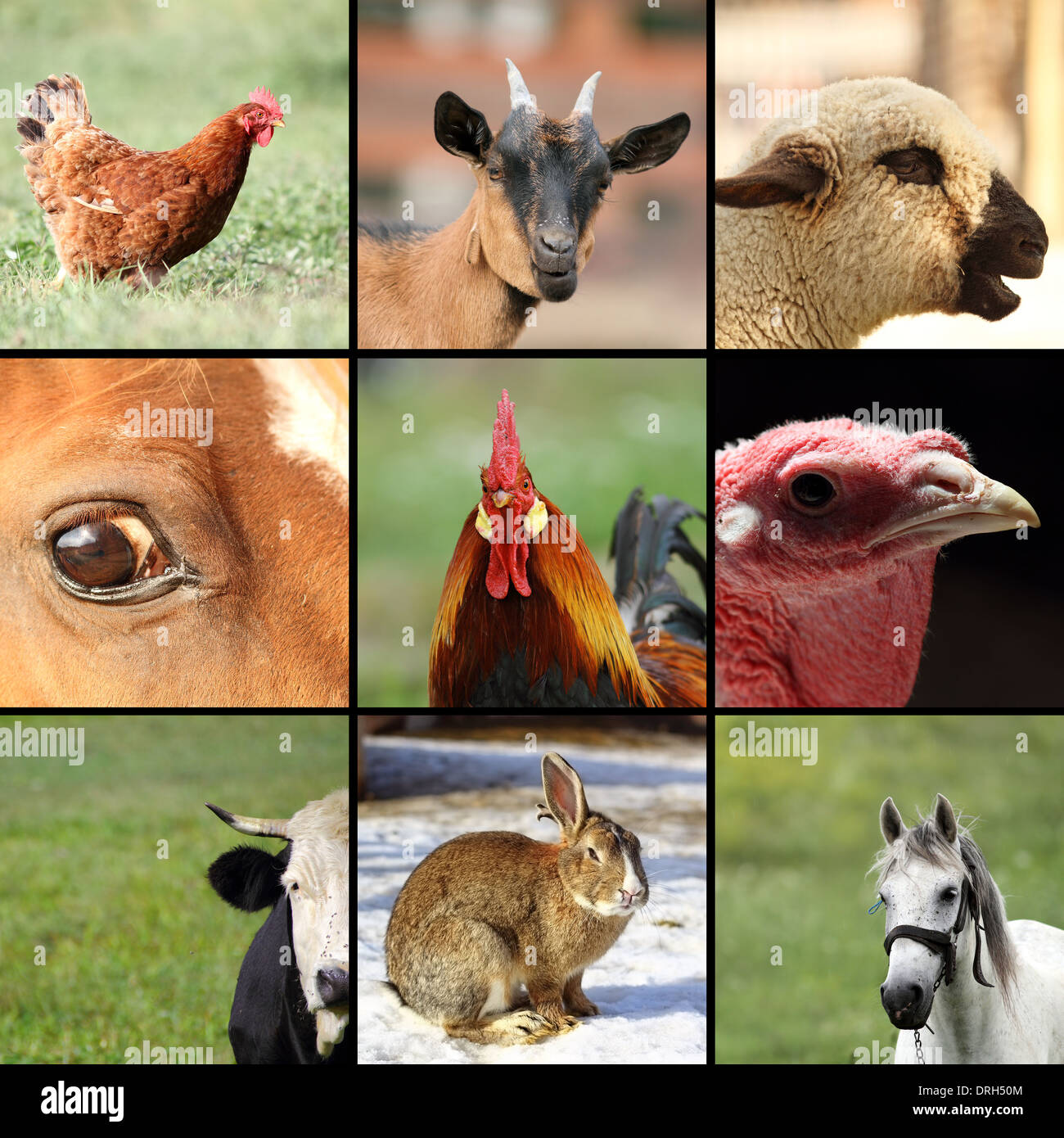 collection of images with animals from the farm Stock Photo - Alamy