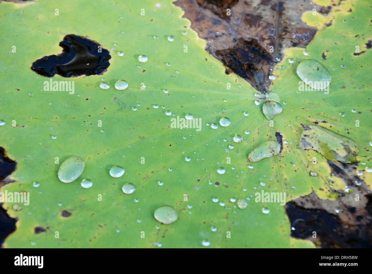 Royal lotus scent of Asian exotic flower Stock Photo Alamy