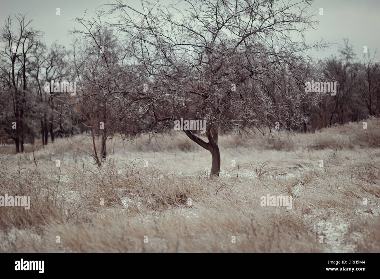 Frozen trees and ice and nature hi-res stock photography and images - Alamy