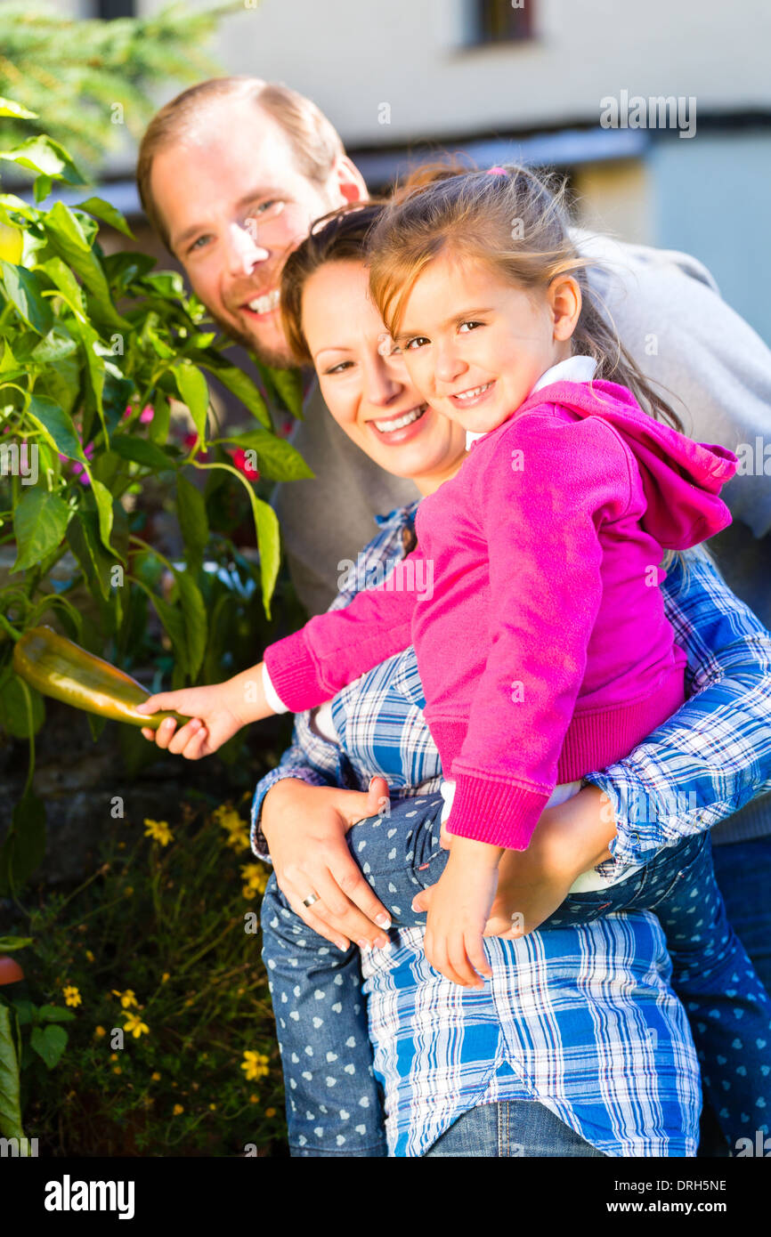 Mother, father and daughter in garden harvesting vegetables Stock Photo