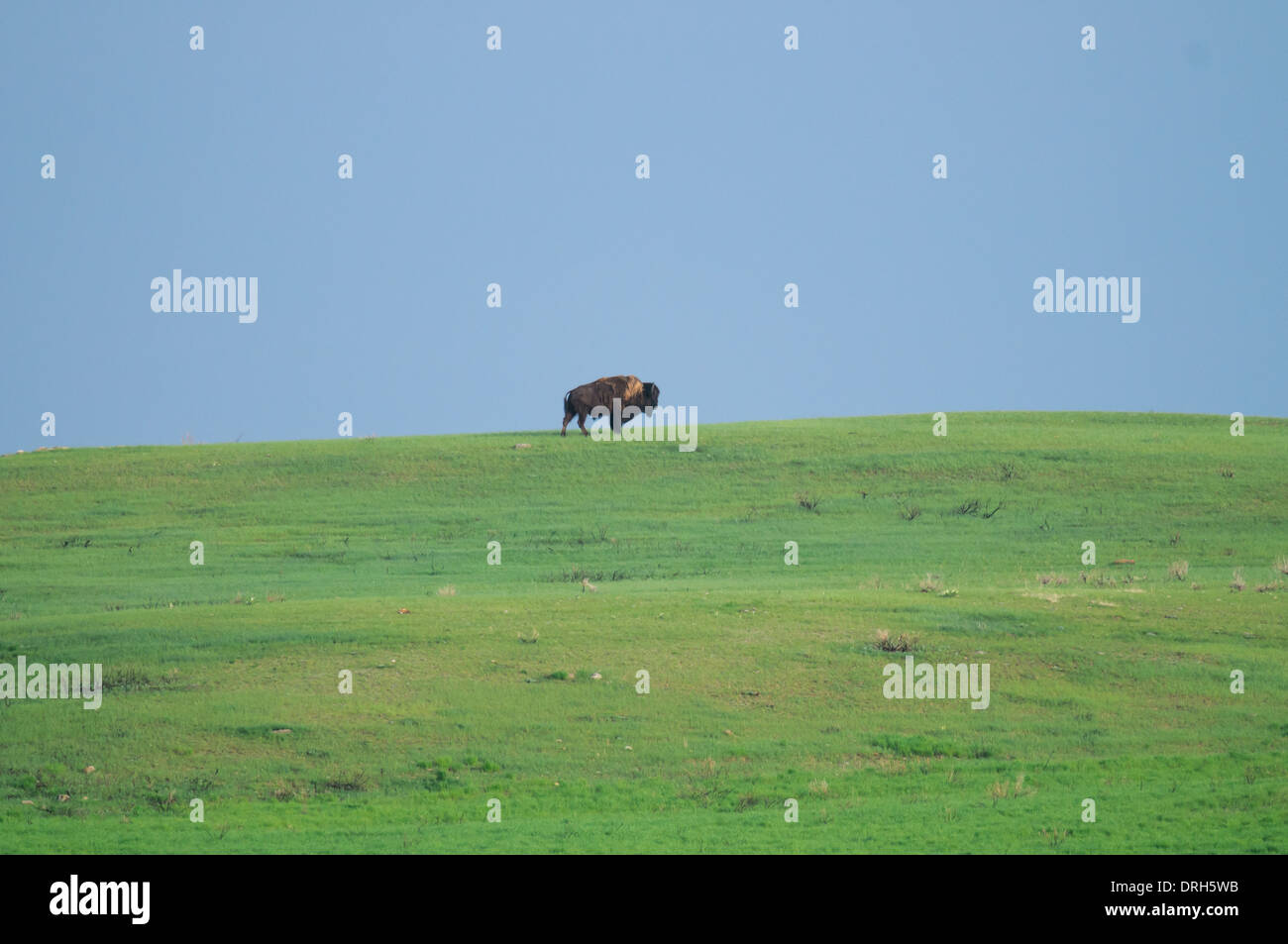 Plains Bison in Grasslands National Park, Saskatchewan, Canada Stock Photo