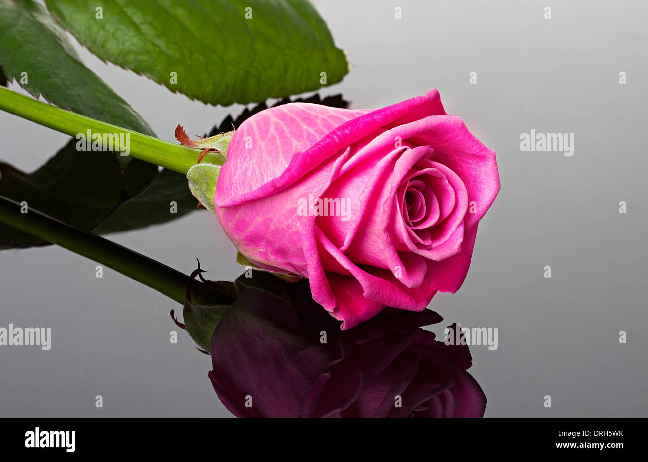 pink rose on the mirror dark background Stock Photo