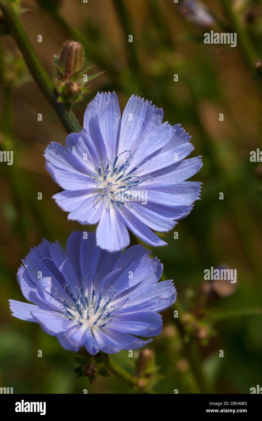 Cichorium Intybus Hi-res Stock Photography And Images - Alamy