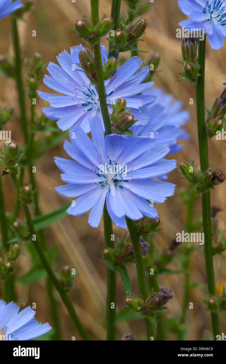 Common Chicory, Cichorium Intybus Stock Photo - Alamy