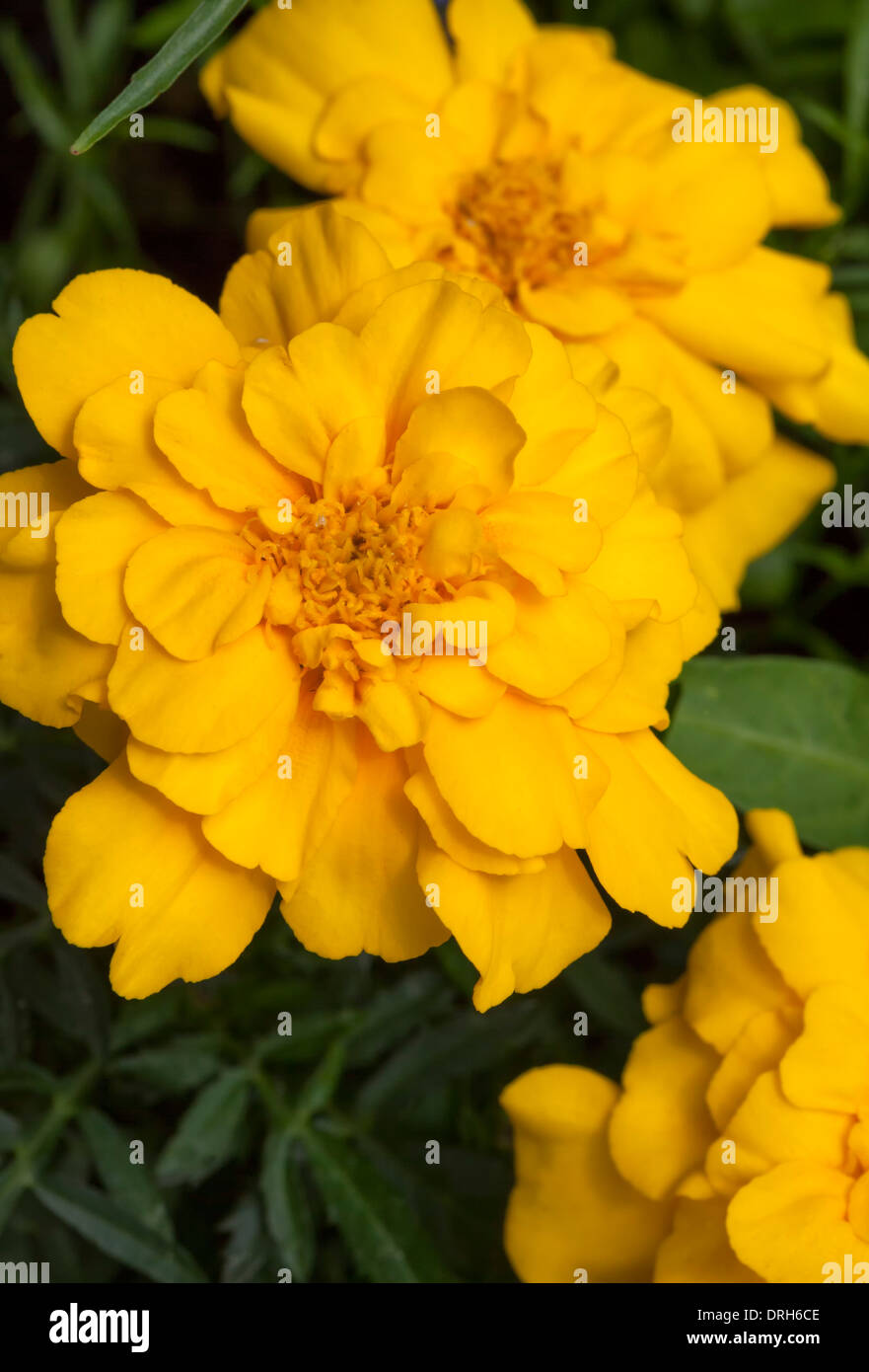 French marigold (Tagetes patula)  a species in the daisy family (Asteraceae). Stock Photo