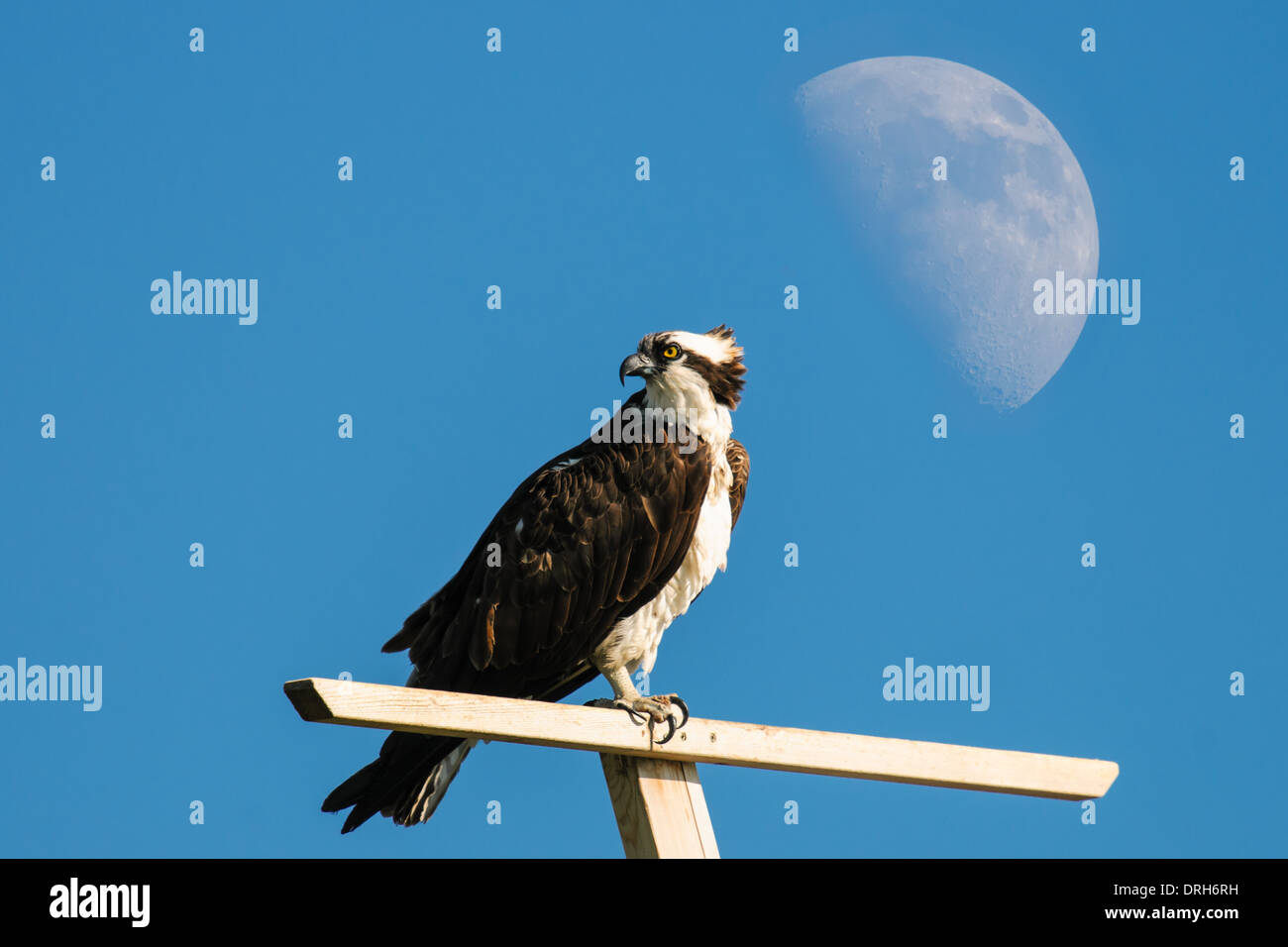 Osprey on a perch under a rising moon, Alberta Canada Stock Photo