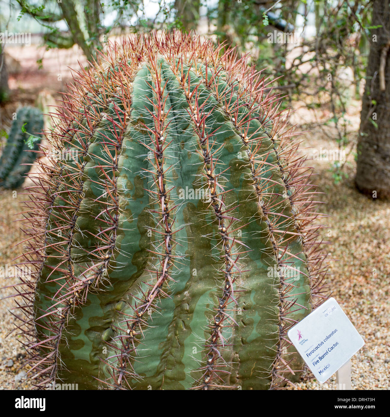 Ferocactus Coloratus, Fire Barrel Cactus, Flower Dome at Gardens by the Bay, Singapore Stock Photo