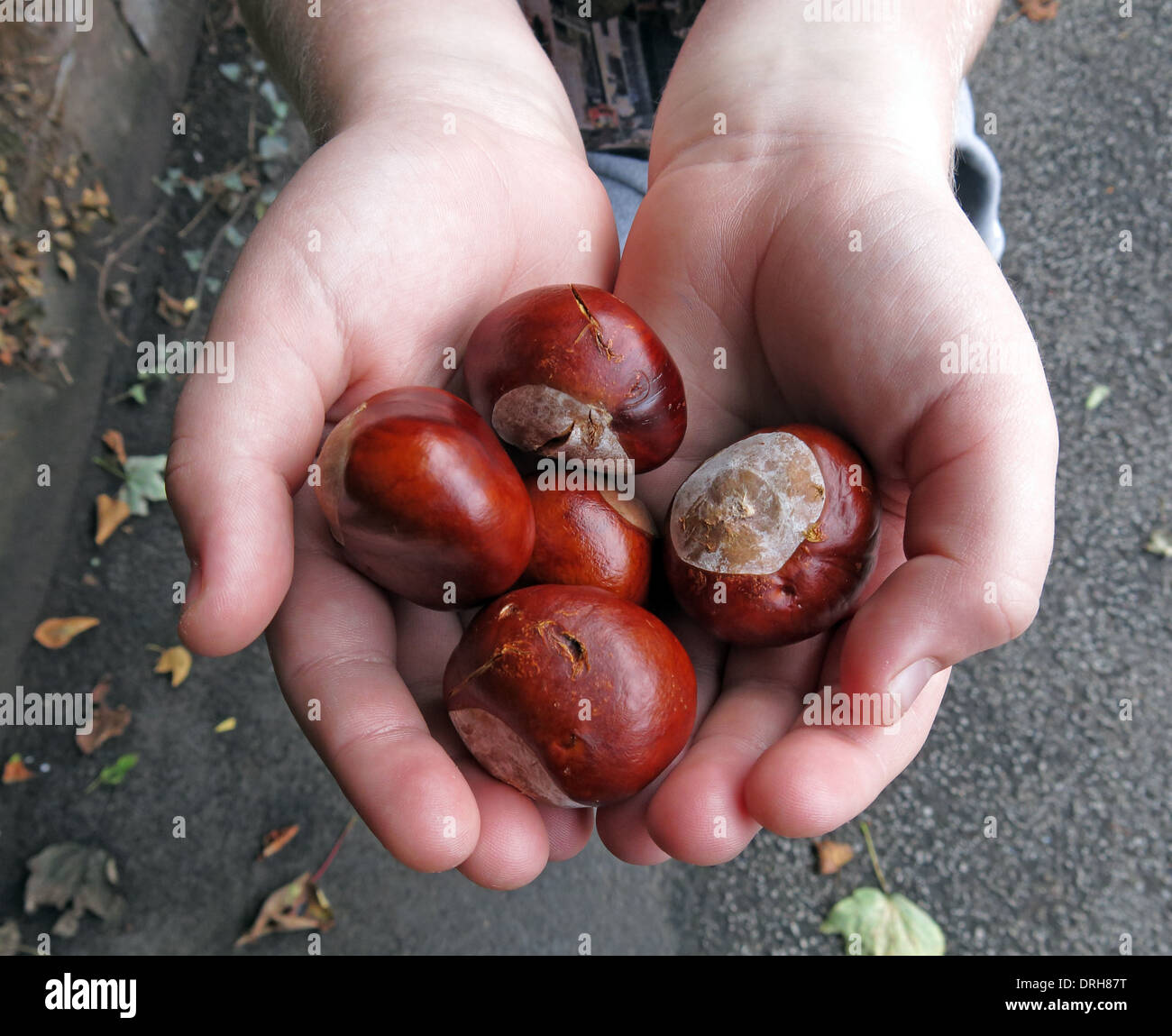 Childs hands holding conkers ( Horse Chestnuts ), in September , autumn - The Fall Stock Photo