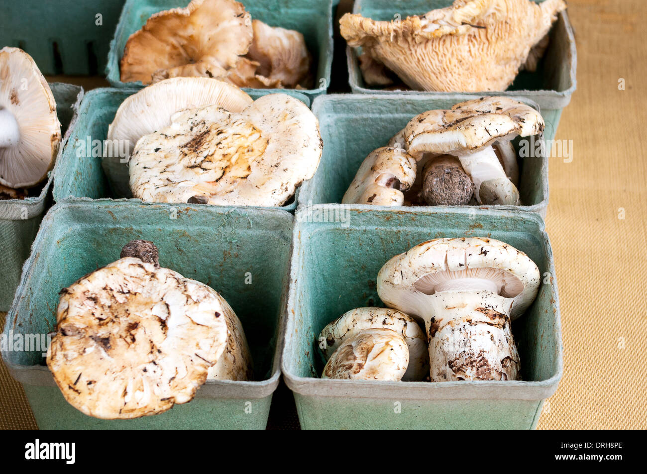Wild Mushrooms for sale at the Kelowna market Stock Photo Alamy