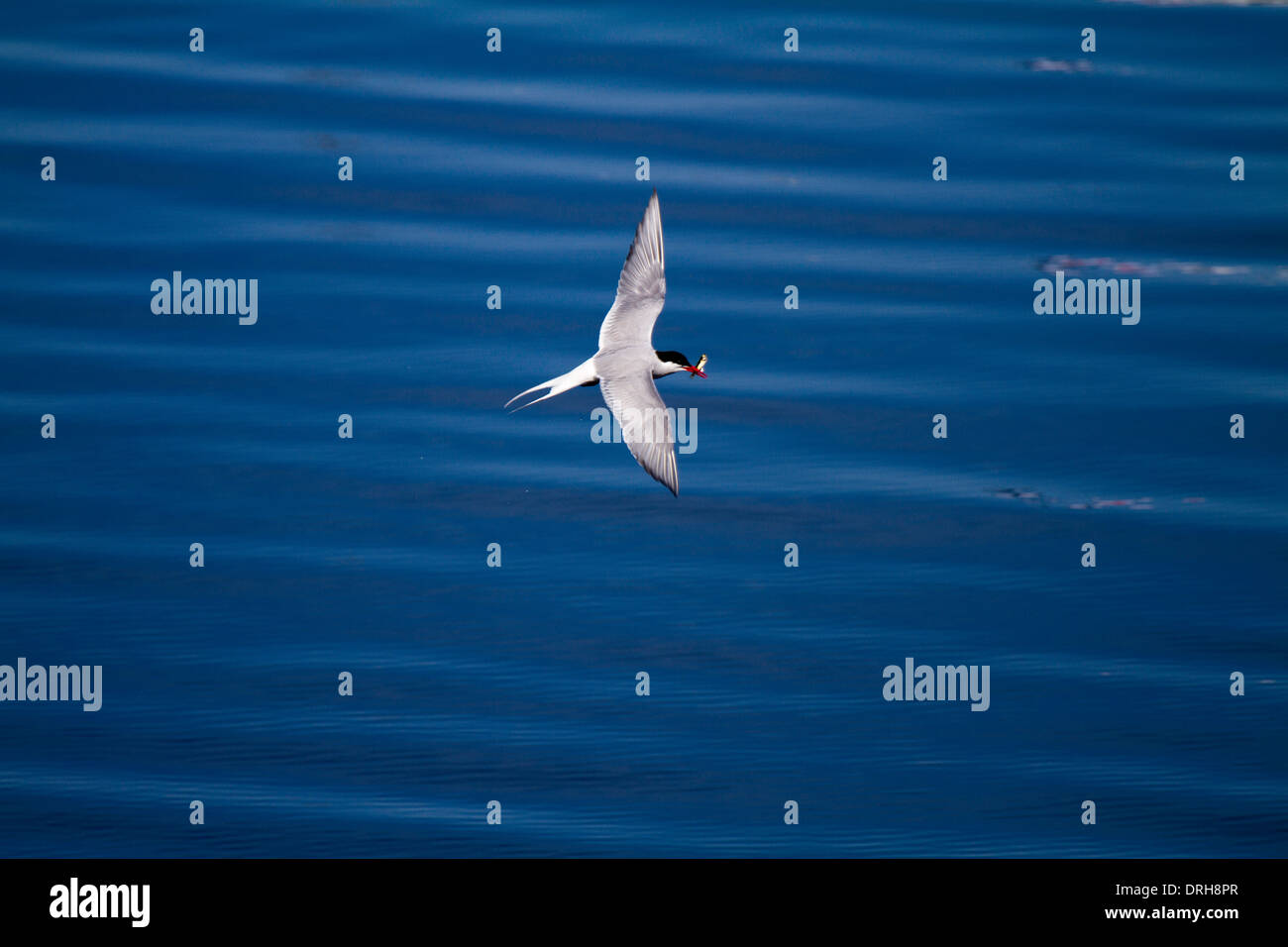 Arctic tern in flight with fish in beak in Grundarfjordur, Iceland Stock Photo