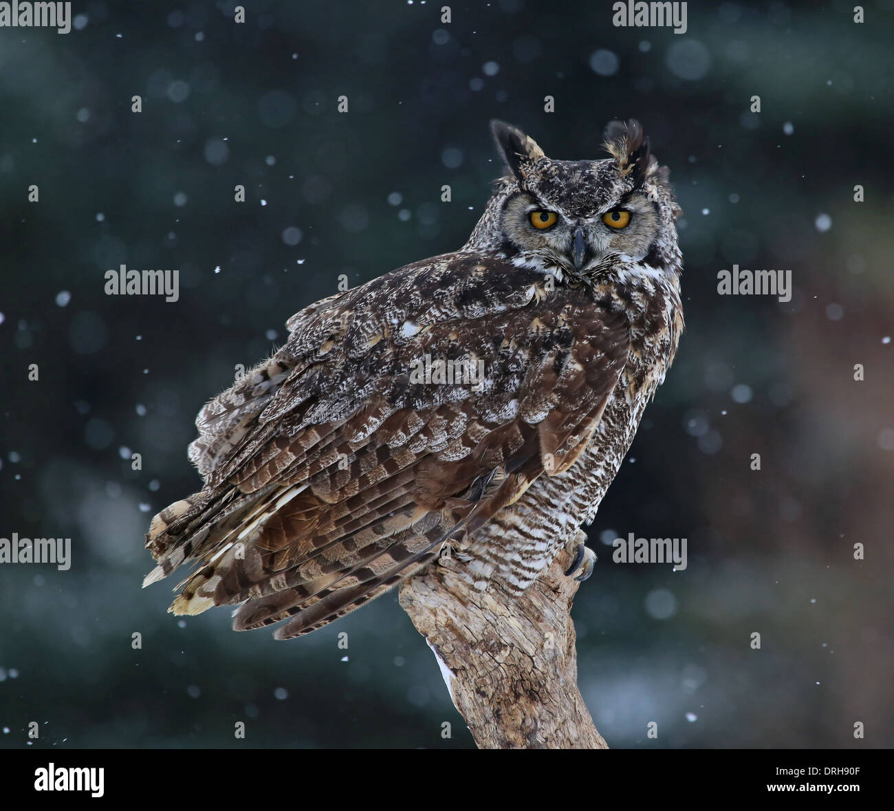 Great Horned Owl Portrait Stock Photo - Alamy