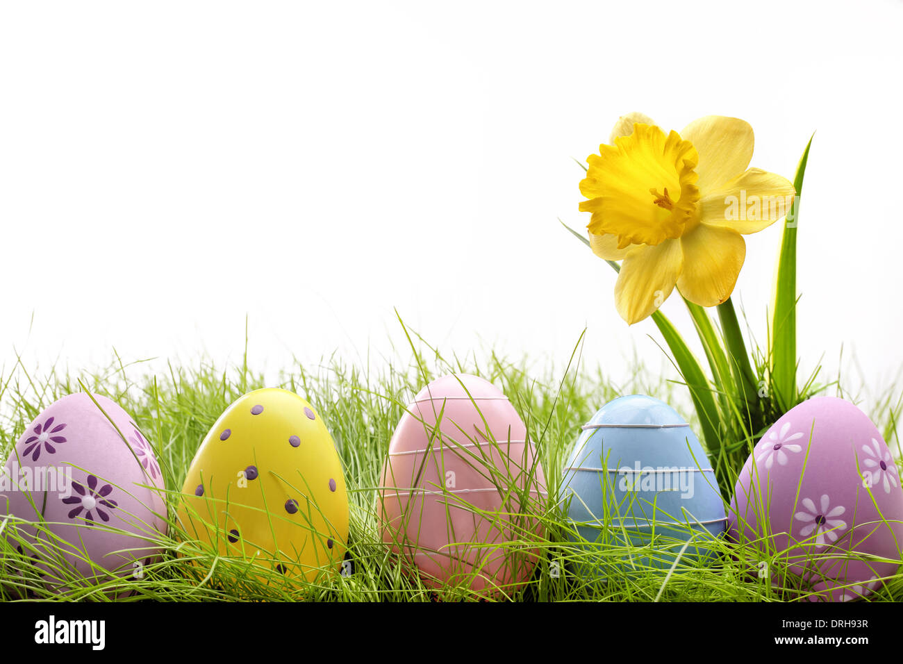 Easter eggs hiding in the grass with daffodil flower Stock Photo