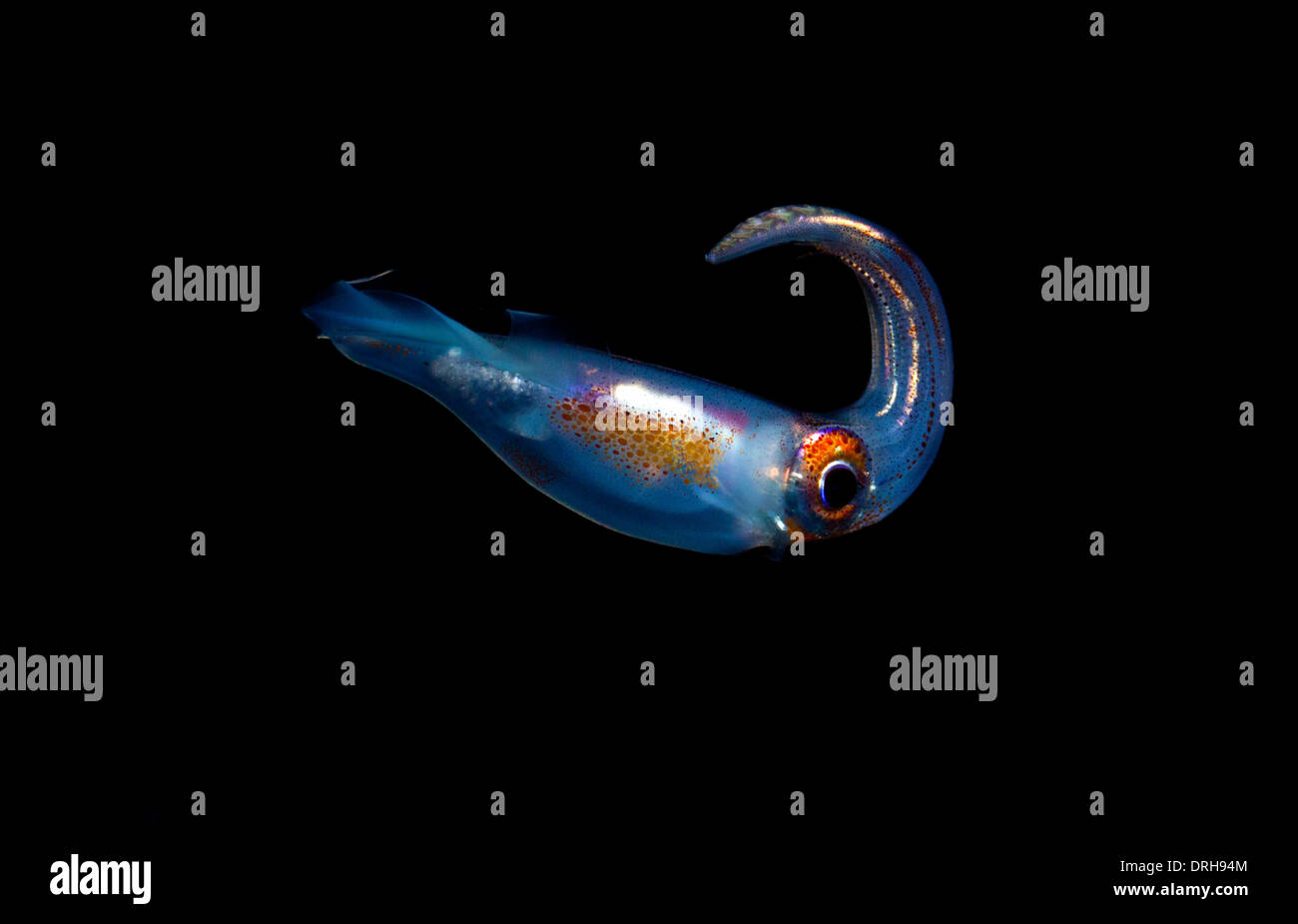 A pelagic squid rests motionless in the water column at night Stock Photo