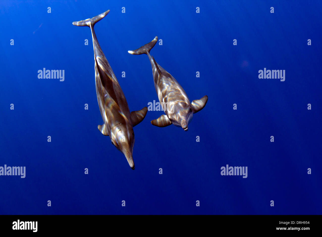 A pair of Rough Toothed Dolphins (Steno bredanensis) flies by inside of Kailua Bay on the Kona Coast of the Big Island, Hawaii. Stock Photo
