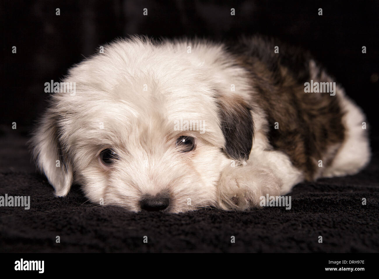 Cute mixed breed toy puppy lying on black background Stock Photo