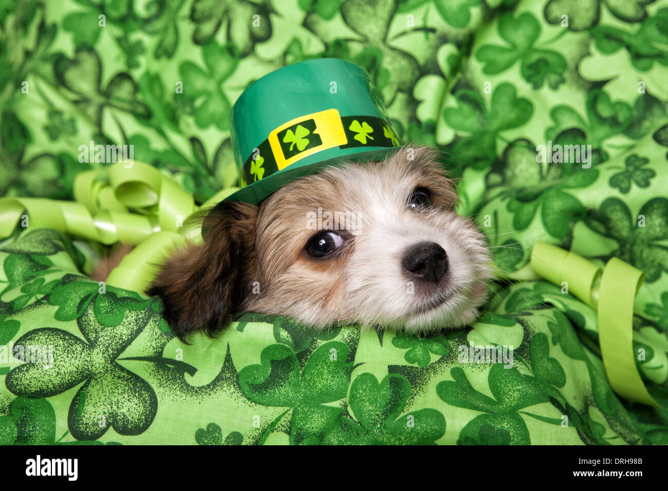 Cute fluffy puppy lying down on irish shamrock background after the party Stock Photo