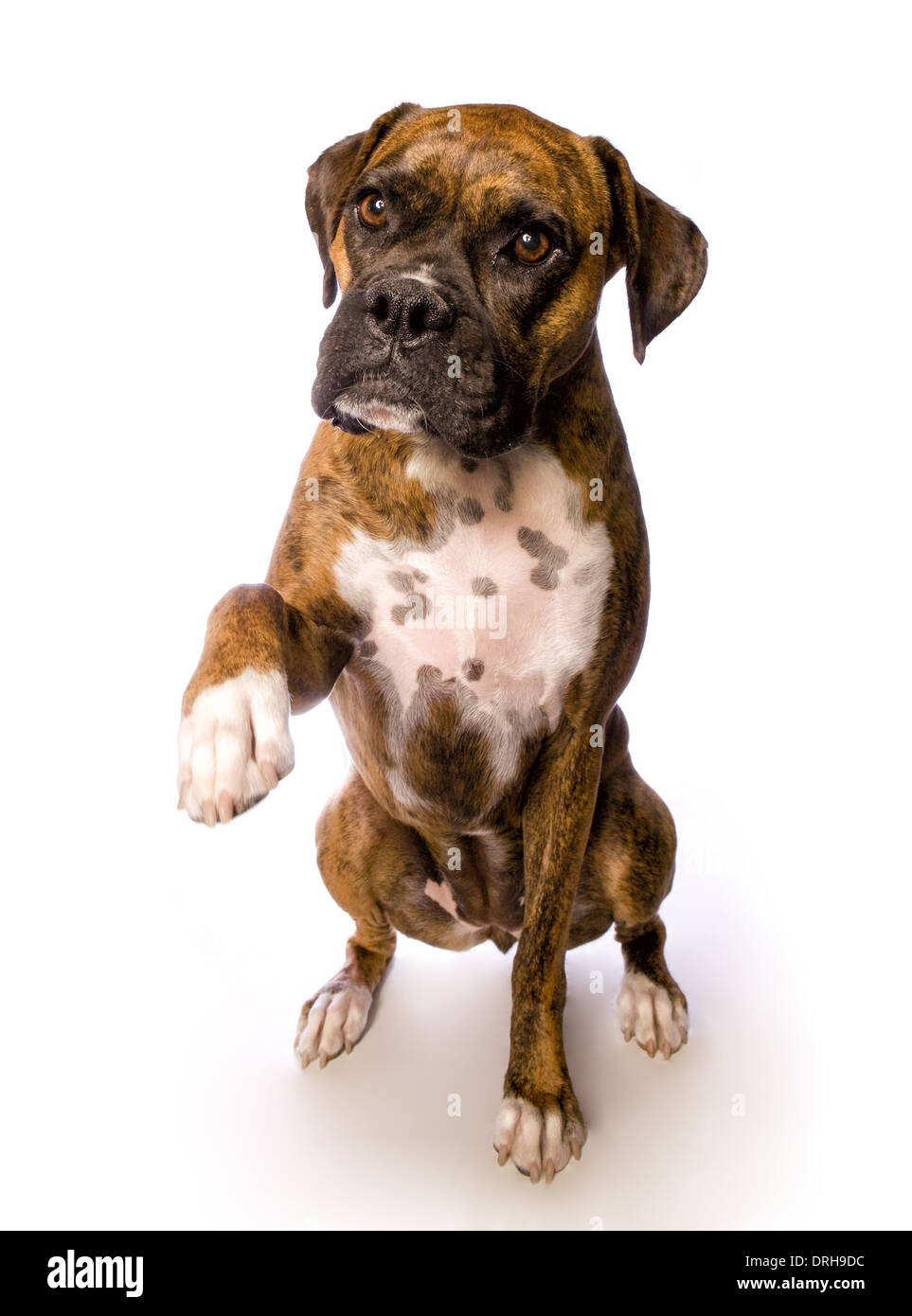 Dog Paws Up Stock Photos & Dog Paws Up Stock Images Alamy