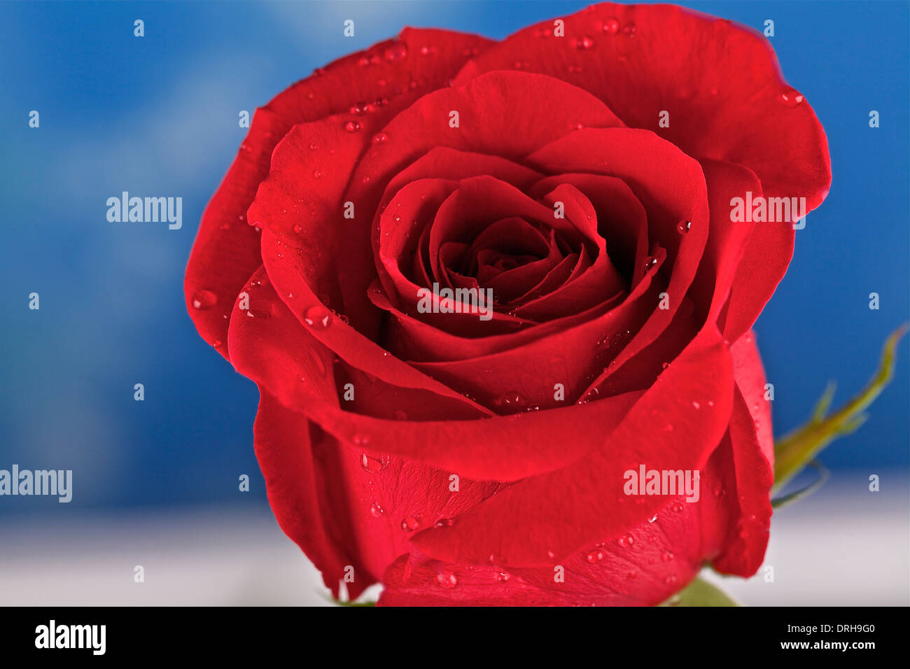 Blue rose background hi-res stock photography and images - Alamy