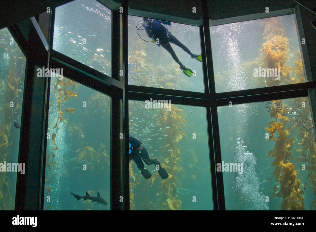 Divers in a tank at the Monterey Bay Aquarium Stock Photo