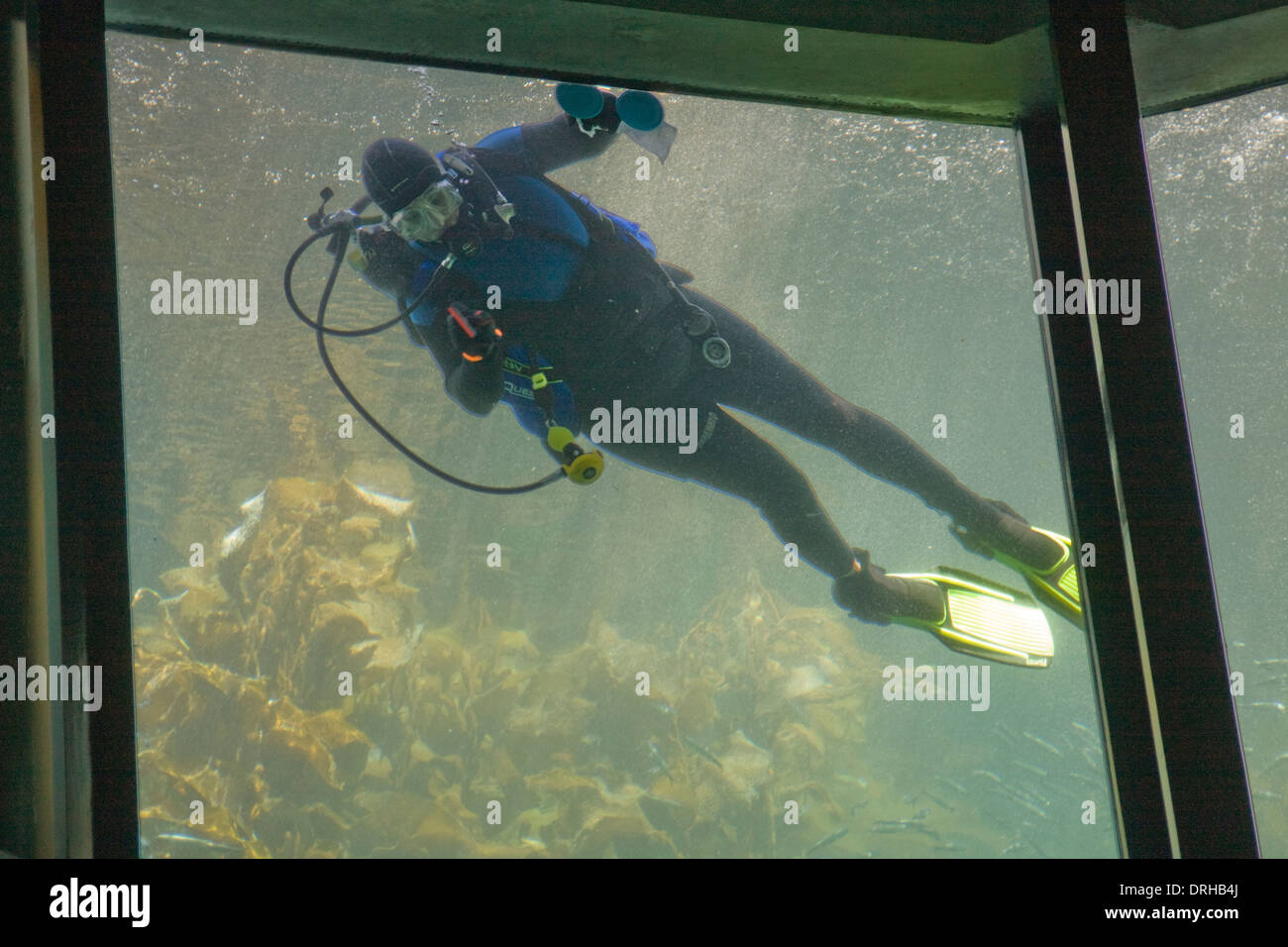 Diver feeding fish in a large aquarium at the Monterey Bay Aquarium in California. Stock Photo