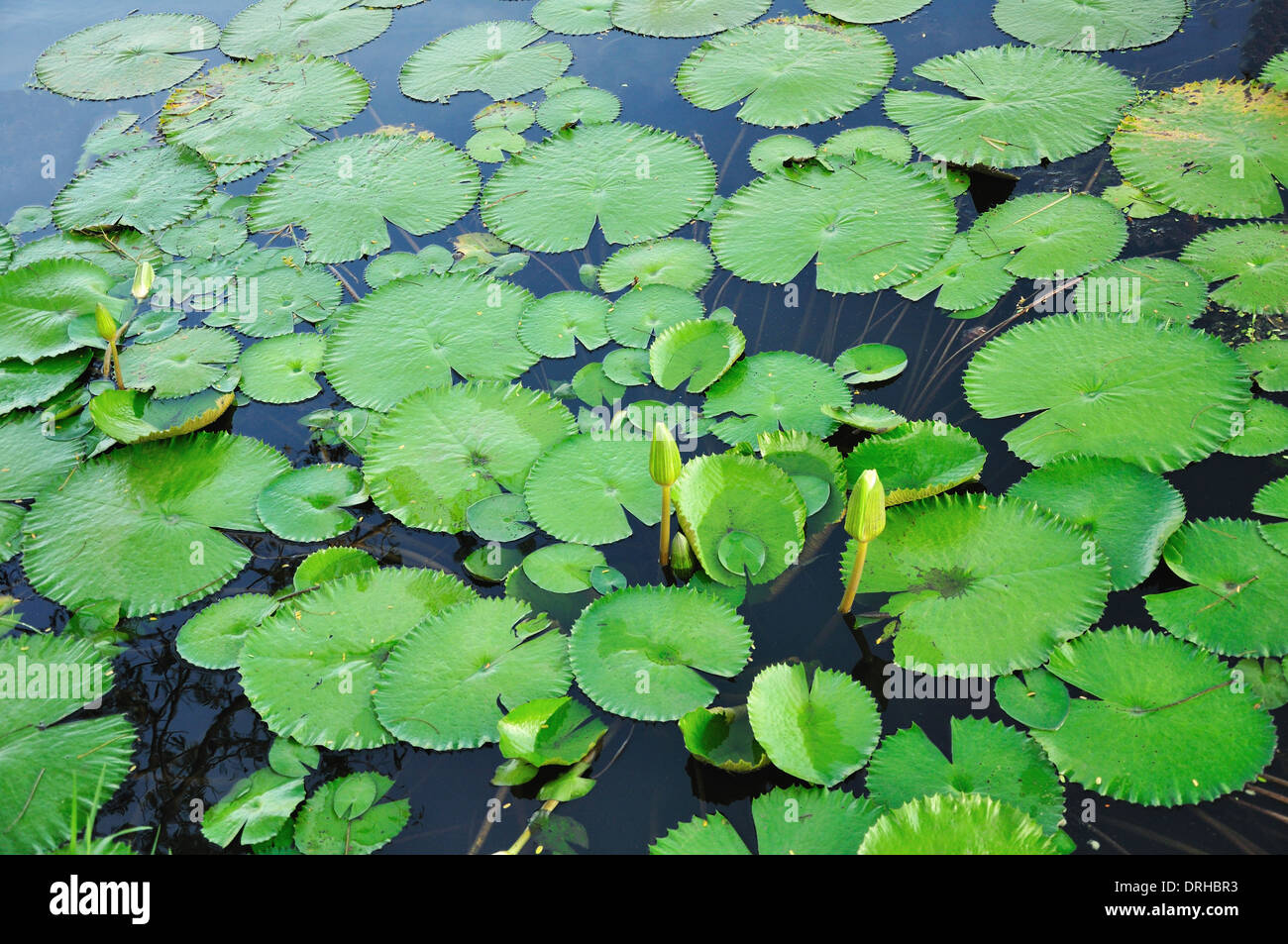 Lotus leaves floating in pool Stock Photo Alamy