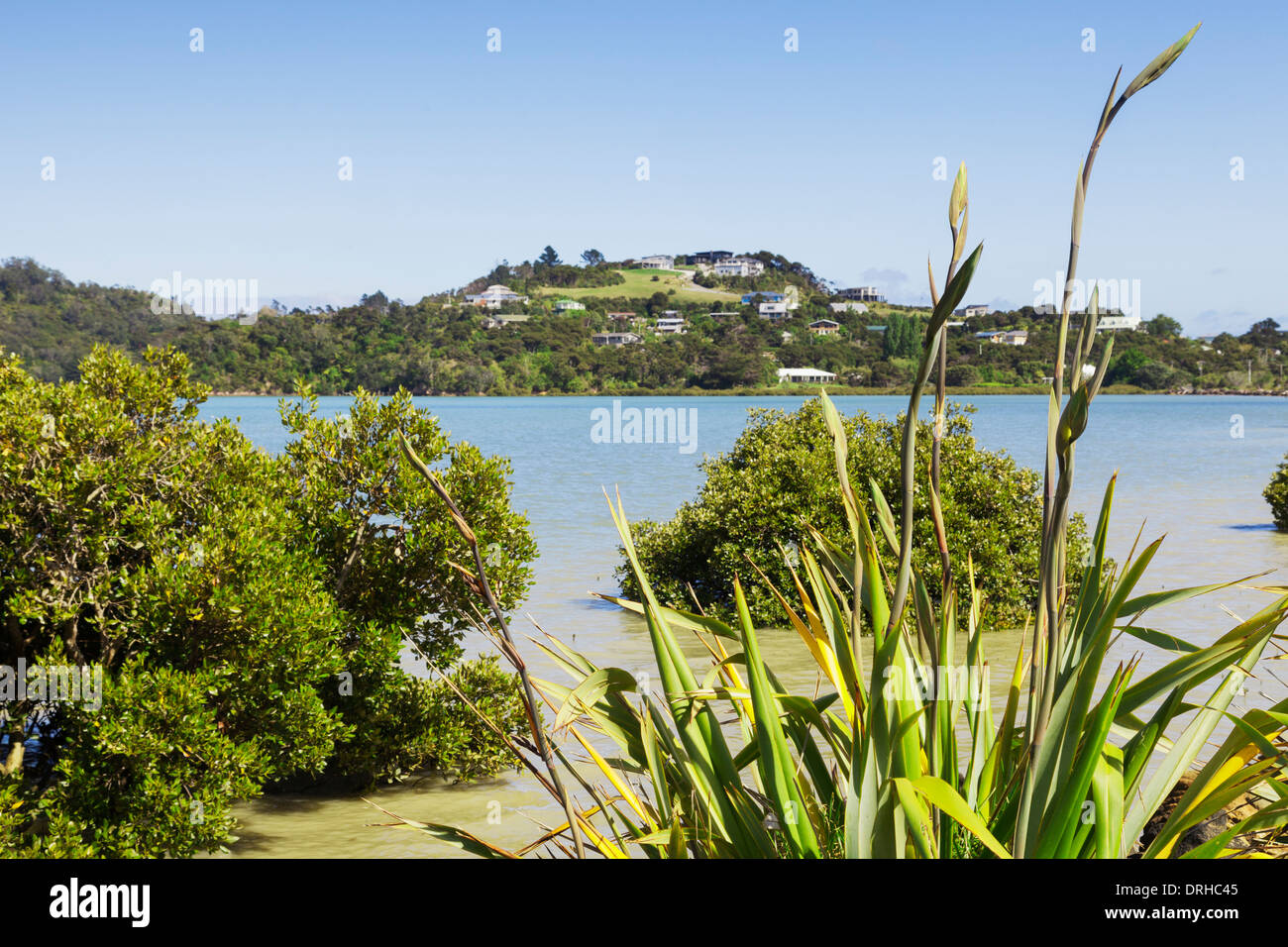 A view over New Zealand native flax and New Zealand mangrove to the town of Coromandel in the Coromandel Peninsula, New Zealand. Stock Photo