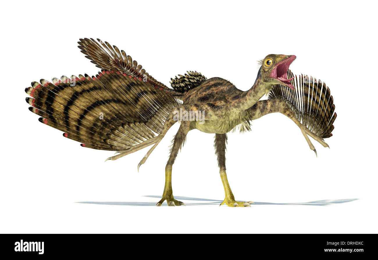 Photo-realistic and scientifically correct representation of an Archaeopteryx dinosaur. Dynamic view. On white background. Stock Photo