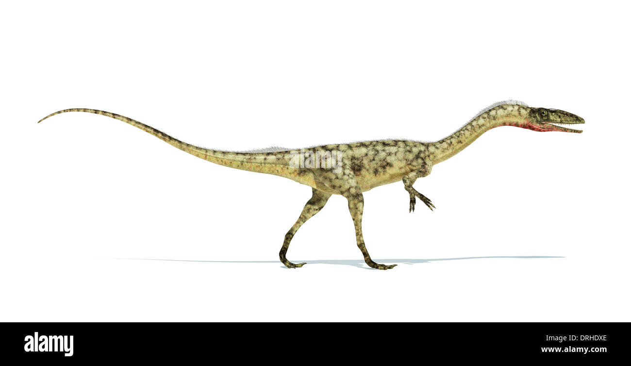Coelophysis dinosaur photo-realistic and scientifically correct representation. On white background. Side view. Stock Photo