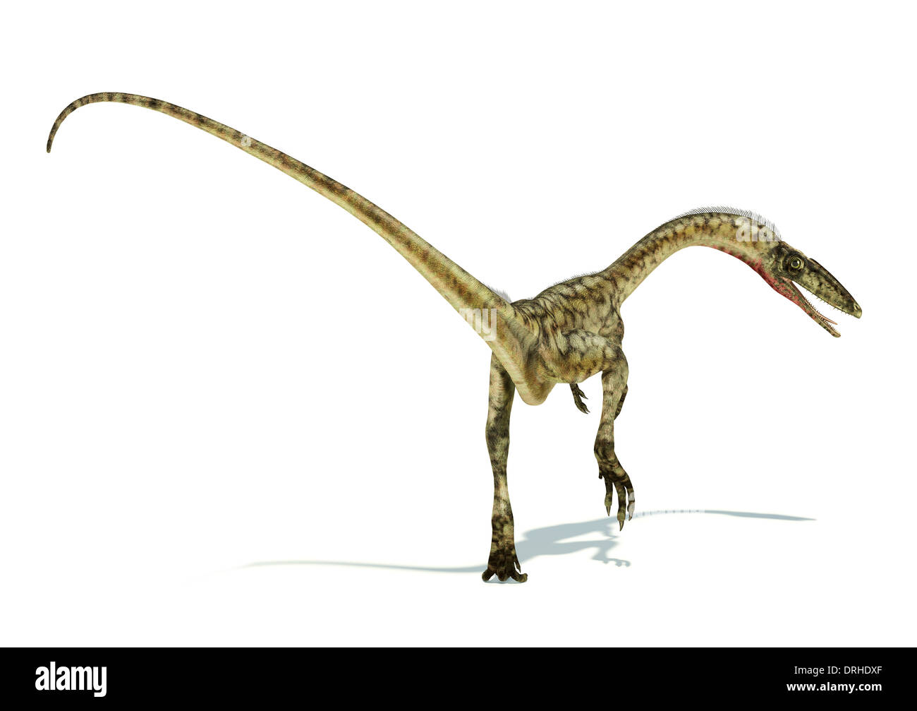 Coelophysis dinosaur photo-realistic and scientifically correct representation. On white background. Dynamic perspective view. Stock Photo