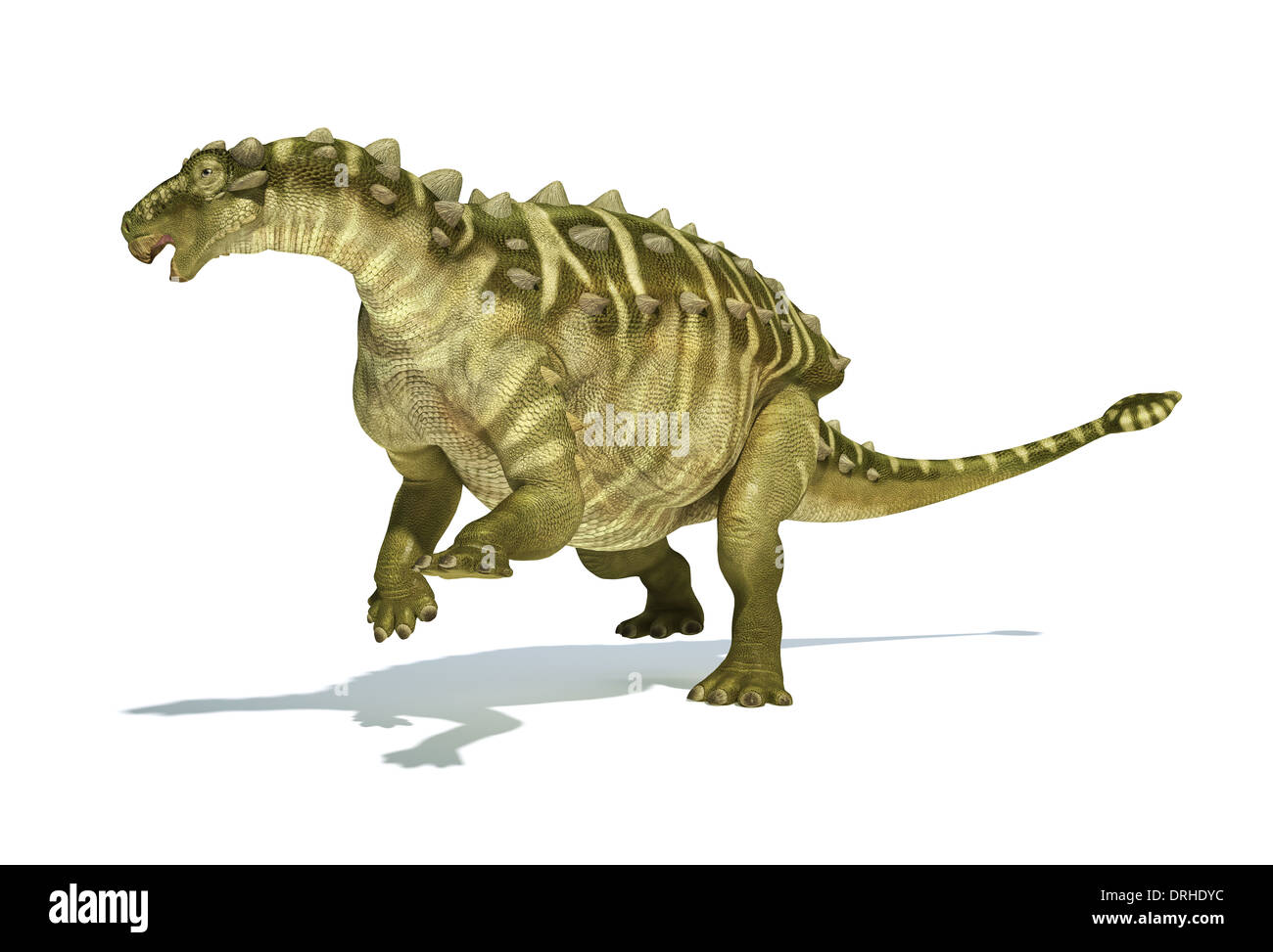 Talarurus dinosaur, photo-realistic, scientifically correct representation. Dynamic view. On white background with drop shadow. Stock Photo
