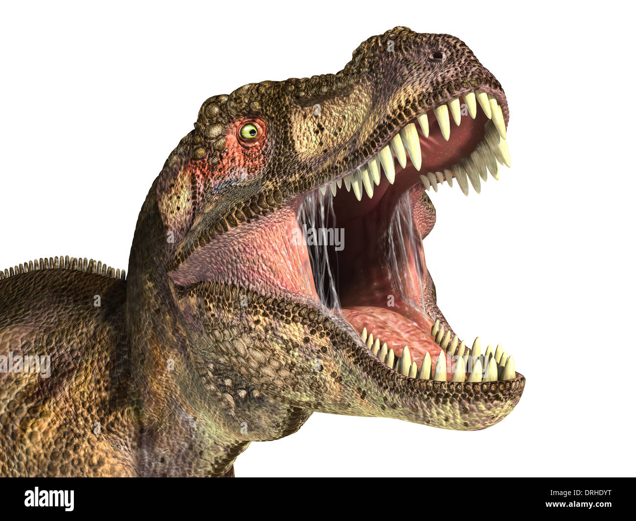 Tyrannosaurus Rex dinosaur, photo-realistic representation, Scientifically correct. Head close up, with open mouth. On white. Stock Photo