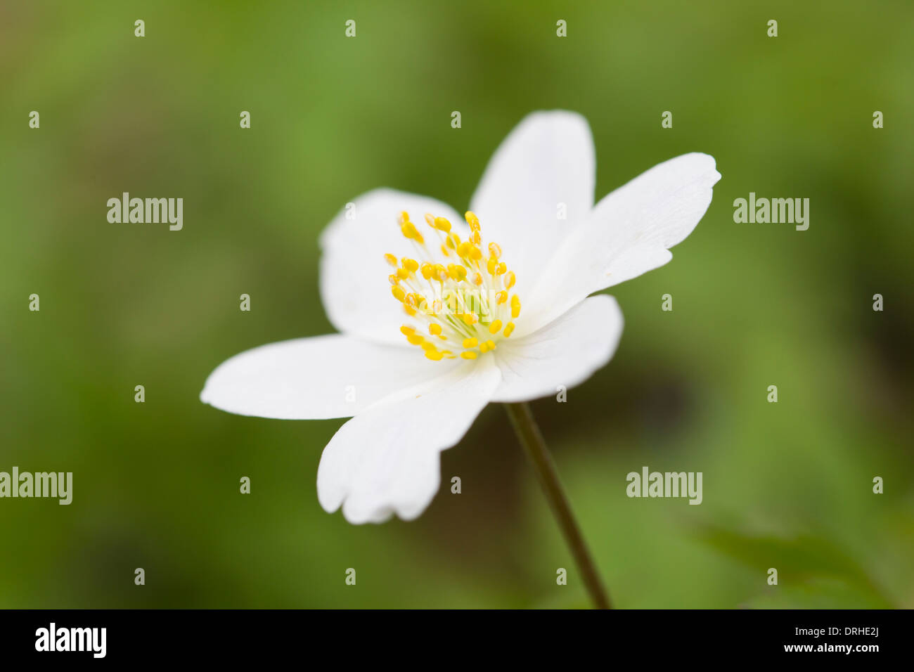 Anemone nemorosa flower bloom Buschwindroeschen witches flower blossom ...