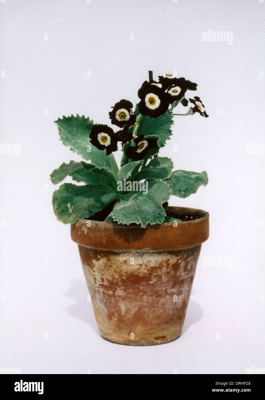 Primula Auricula 'Hardy Amies' Stock Photo