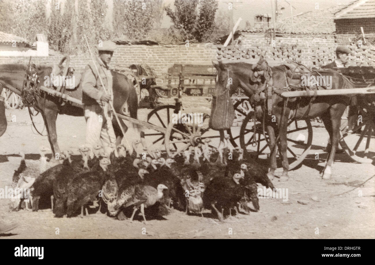 Turkeys in Turkey Stock Photo Alamy