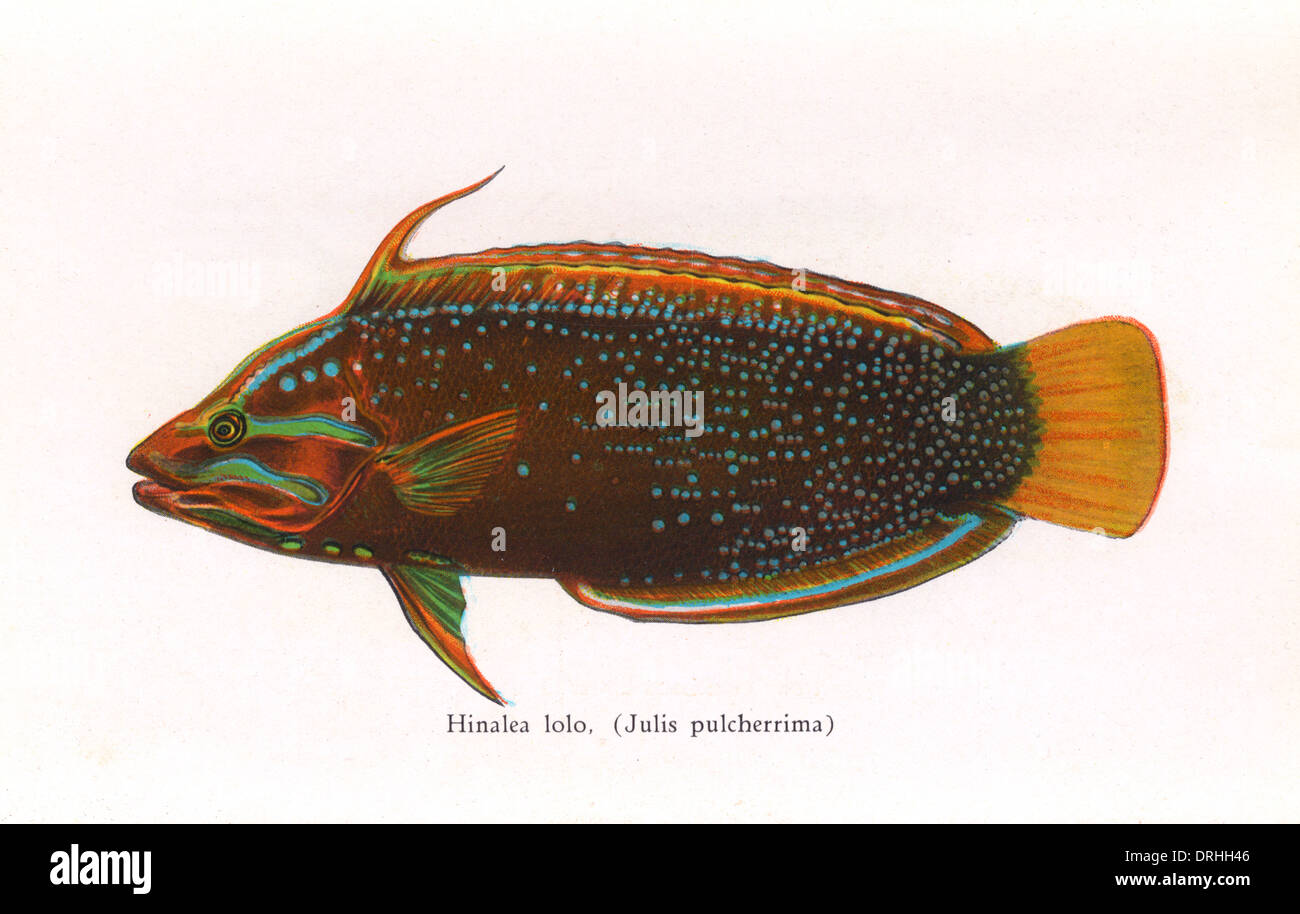 Hinalea lolo, Fishes of Hawaii Stock Photo
