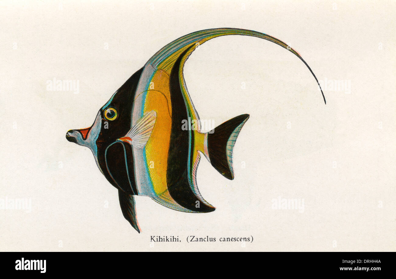 Kihikihi, Fishes of Hawaii Stock Photo