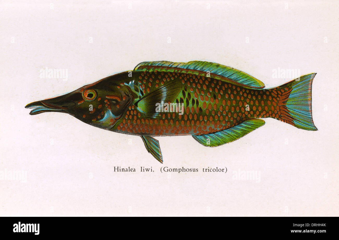Hinalea Iiwi, Fishes of Hawaii Stock Photo